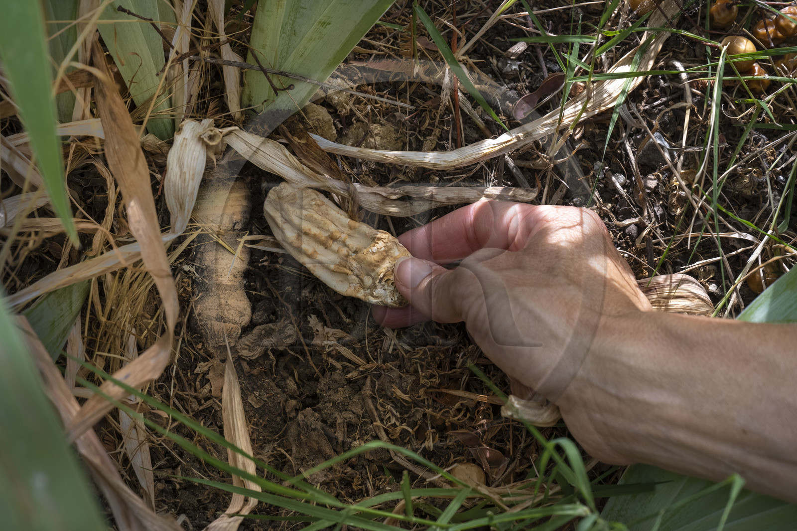 France, Alpes-Maritimes (06), Mouans-Sartoux, Jardins du Musée International de la Parfumerie​ (MIP), iris pallida dont on récupère le rhizome lorsqu'il a trois ans et qu'on fait sêcher pendant trois ans de plus, c'est une matière première de parfum