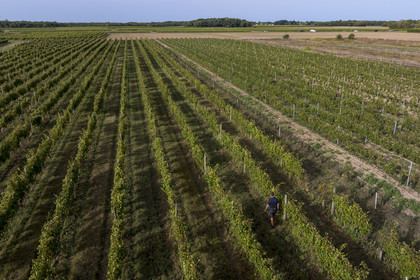 France, Charente Maritime, Oleron island, Saint Georges d'Oléron, hamlet of La Coindrie, winemaker Eric Mage in his vineyard (aerial view)