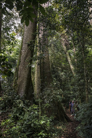 Rwanda, Province de l’Ouest, Nyakabuye, Parc national de Nyungwe, forêt tropicale humide naturelle de Cyamudongo, le garde de African Parks Claver Mtoyinkima guidant des touristes sur la piste des chimpanzés pendant un safari à pied, arbre à contrefort Newtonia