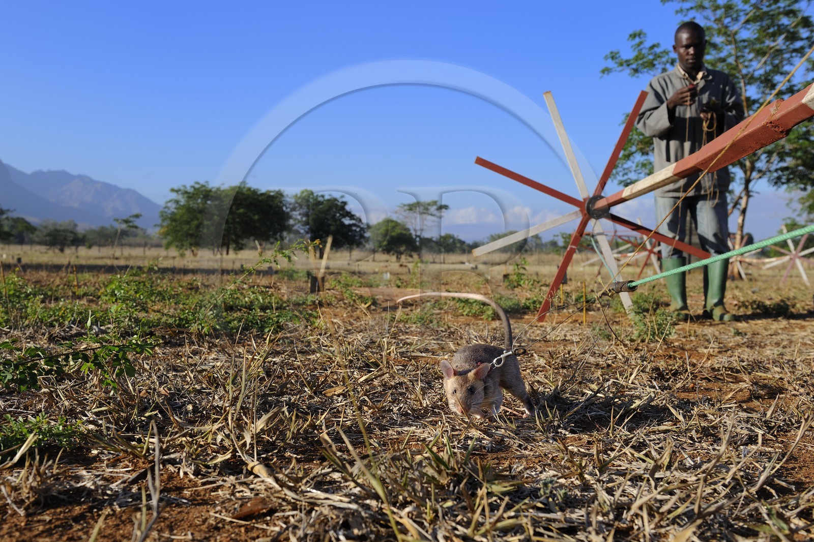 Tanzanie, université de Morogoro, centre de recherche Apopo de technologie de détection par les rats de mines anti-personnel, entrainement des rats à la détection de TNT sur le terrain