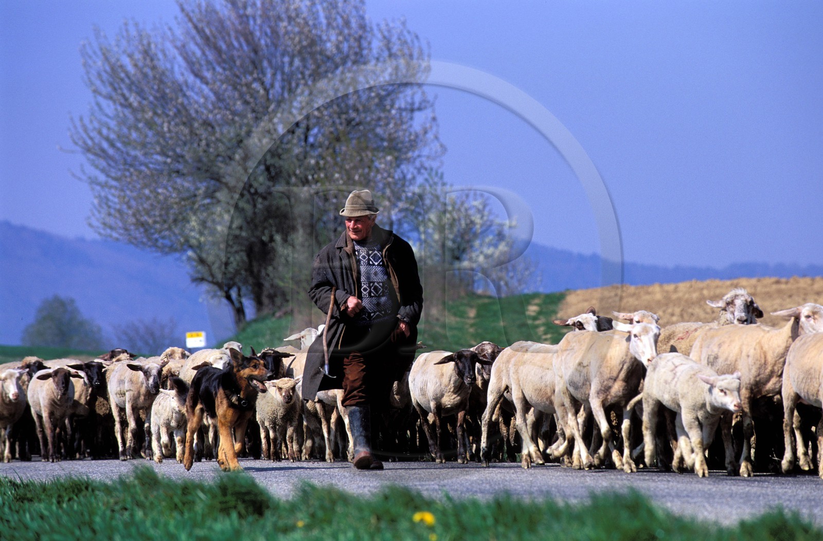 France, Bas-Rhin (67), Ingolsheim, un des derniers bergers et son troupeau