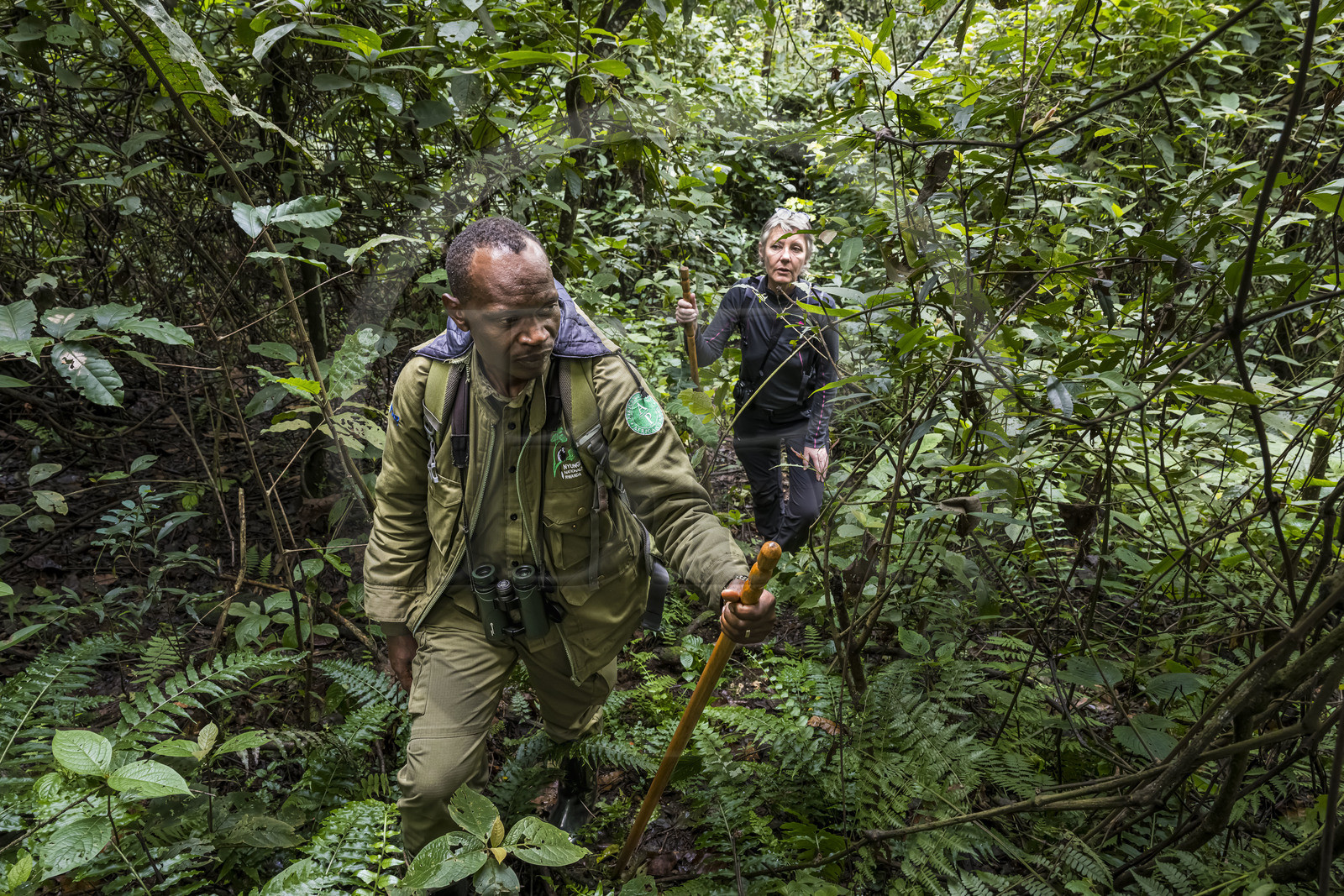 Rwanda, Province de l’Ouest, Gisakura, Parc national de Nyungwe, le garde de African Parks Claver Mtoyinkima guidant des touristes sur la piste des Colobes de Ruwenzori (Colobus angolensis ruwenzorii) pendant un safari à pied dans la forêt tropicale humide naturelle