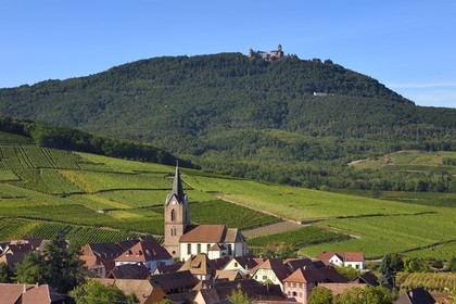 France, Haut-Rhin (68), Route des vins d'Alsace, le village de Rodern entouré de son vignoble et le Chateau du Haut-Koenigsbourg en arrière plan
