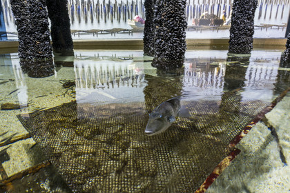 France, Finistère, Brest, Océanopolis, museum of the sea, staging of shellfish farming