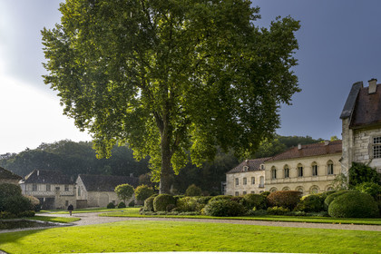 France, Cote d'Or, Marmagne, the Cistercian Abbey of Fontenay listed as World Heritage by UNESCO, the 37m high and 6m in circumference imposing plane tree planted around 1780, the gatehouse in the background