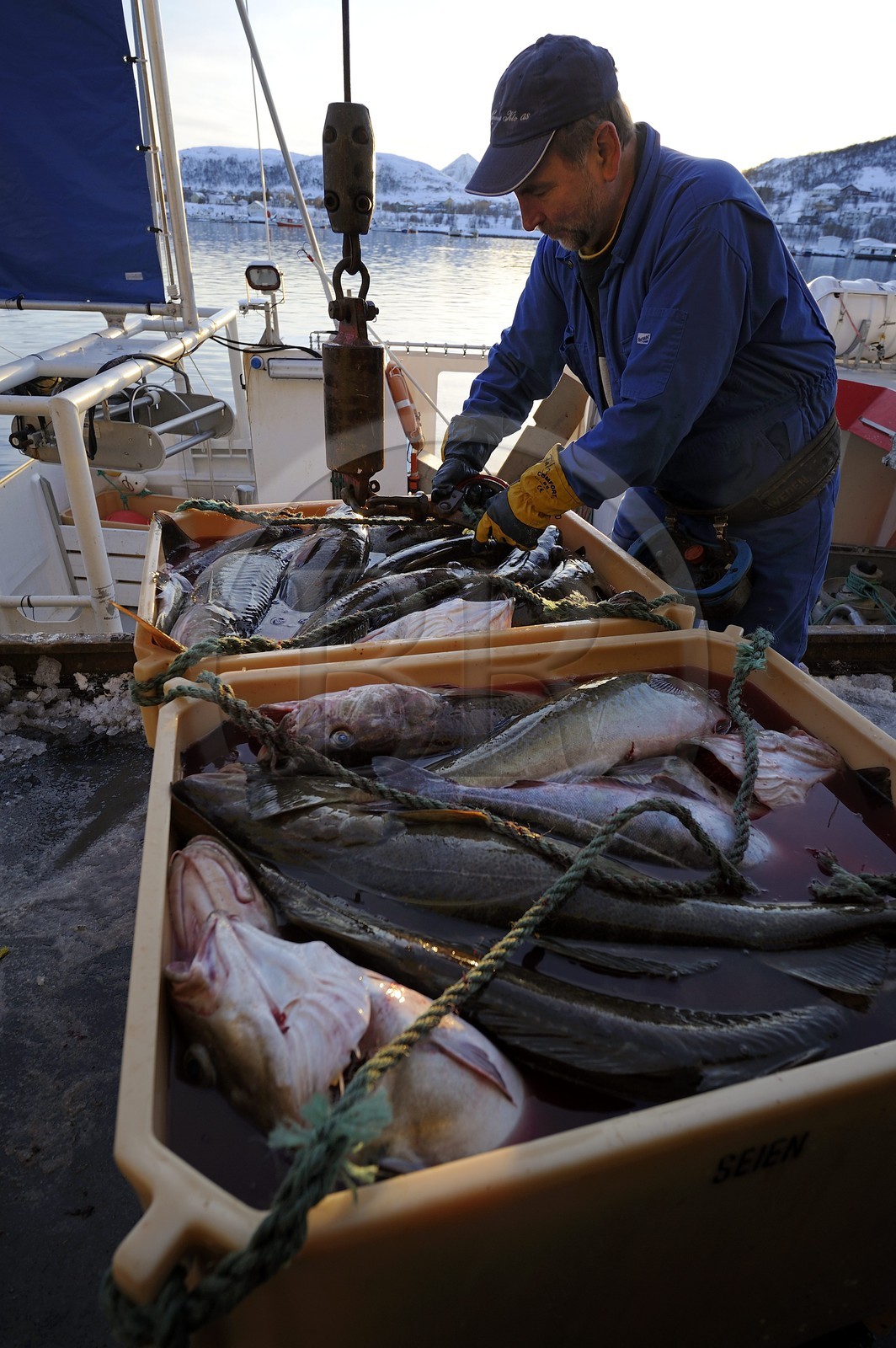 Norvège, Nordland, iles des Westeralen, port de Myre, débarquement du cabillaud skrei du bateau de pêche