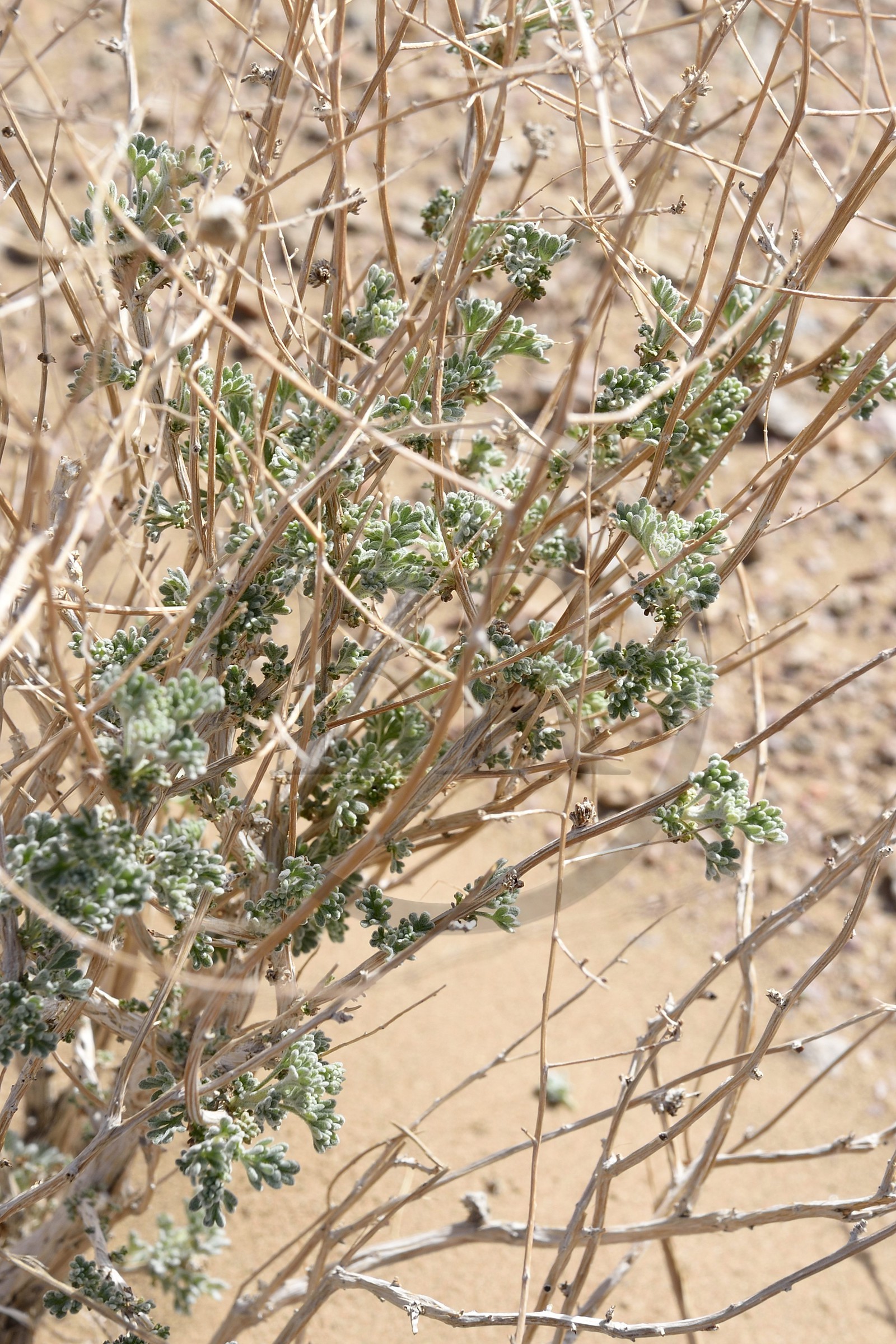 Iran, Province d'Ispahan, désert du Dasht-e Kavir, Arousan dans la région de Khur et Biabanak, Iran, Province d'Ispahan, désert du Dasht-e Kavir, Arousan dans la région de Khur et Biabanak,