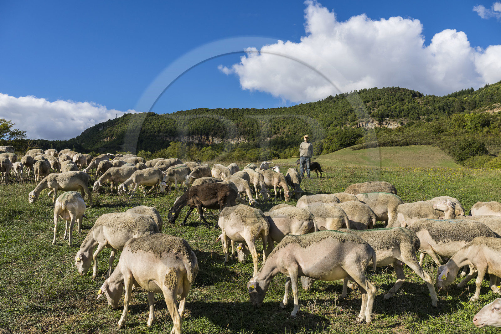 France, Aveyron (12), Causses et les Cévennes, paysage culturel de l'agro-pastoralisme méditerranéen, classés Patrimoine Mondial de l'UNESCO, Sainte-Eulalie-de-Cernon sur la route de Saint-Jacques-de-Compostelle, troupeau de mouton guidé par son berger Eric Broussou
