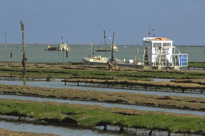 France, Charente-Maritime (17), le bassin Marrennes-Oléron au large de l'Ile d'Oléron, chaland dans les parcs à huîtres