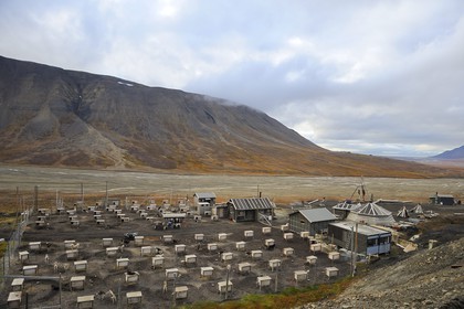 Norvège, Svalbard (Spitzberg), Longyearbyen, élevage de chiens de traineau