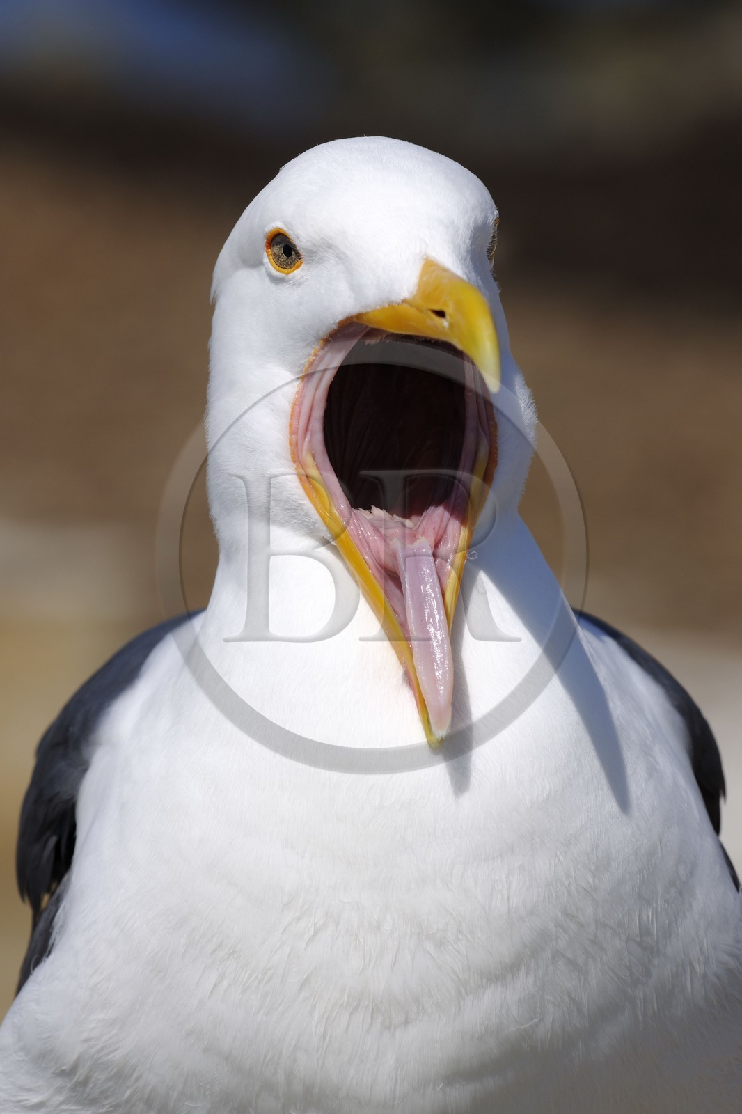 Etats-Unis, Californie, 17 mile drive, mouette