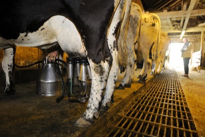 France, Haut-Rhin (68), la route des Crêtes vers Metzeral, ferme marcaire de Steinwasen, la traite des vaches