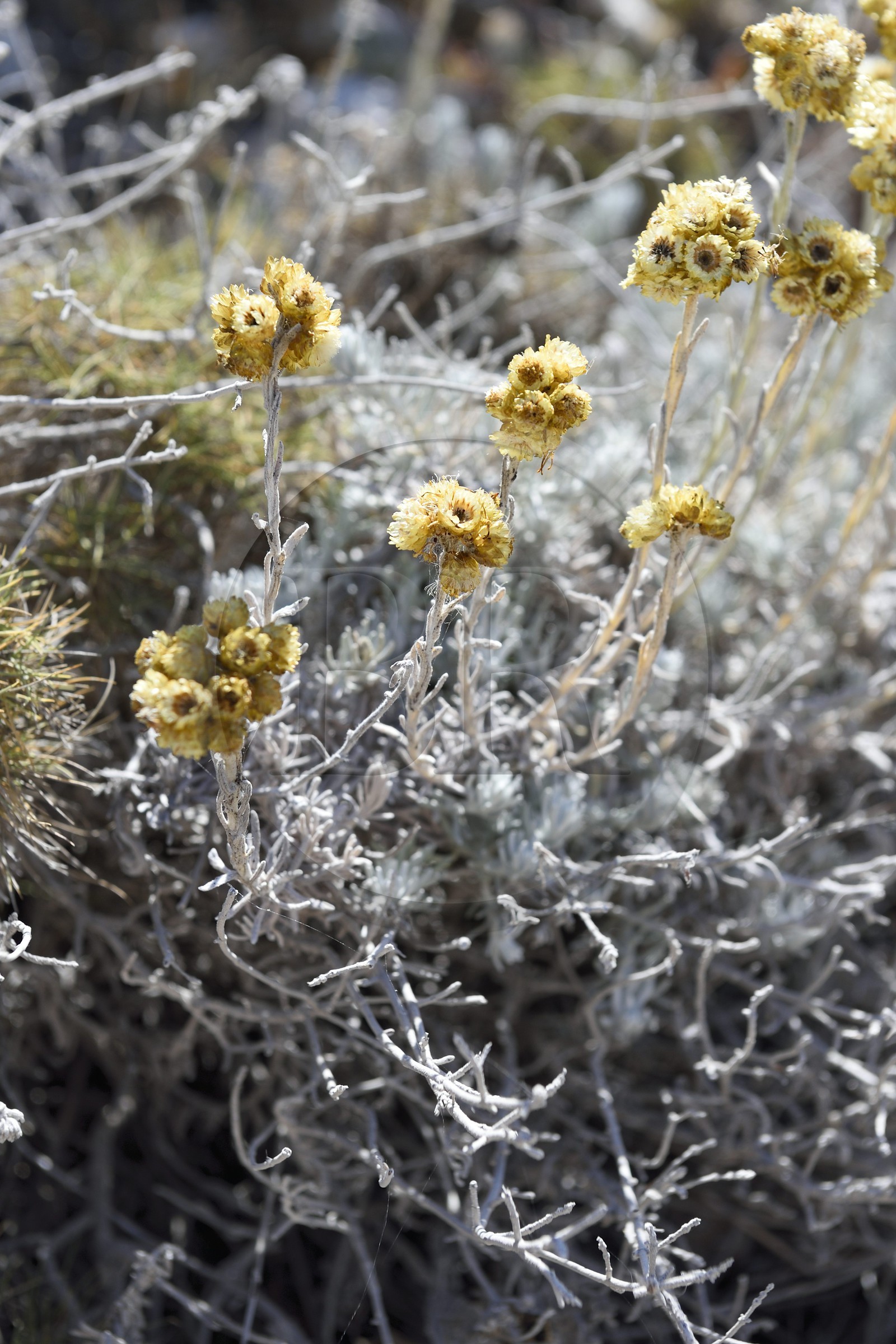 France, Bouches-du-Rhône (13), Marseille, Parc National des Calanques, Archipel des Iles du Frioul, Ile de Pomègues, immortelle commune (Helichrysum stoechas)
