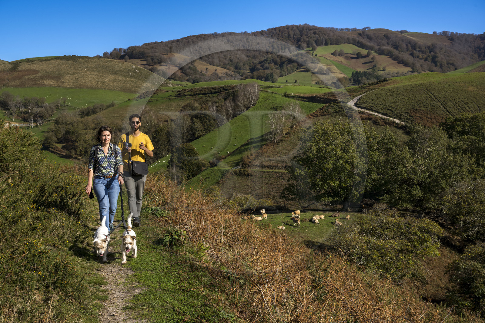 France, Pyrénées-Atlantiques (64), Pays-Basque, vallée des Aldudes, promeneurs et vaches sur la colline d'Elizamendi au dessus du village d'Urepel, le Kintoa (le pays Quint) en arrière plan