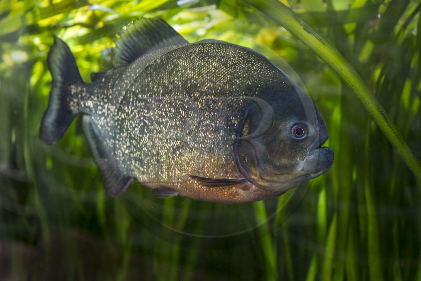 France, Finistère (29), Brest, Océanopolis, musée de la mer, piranha à ventre rouge (Pygocentrus nattereri)
