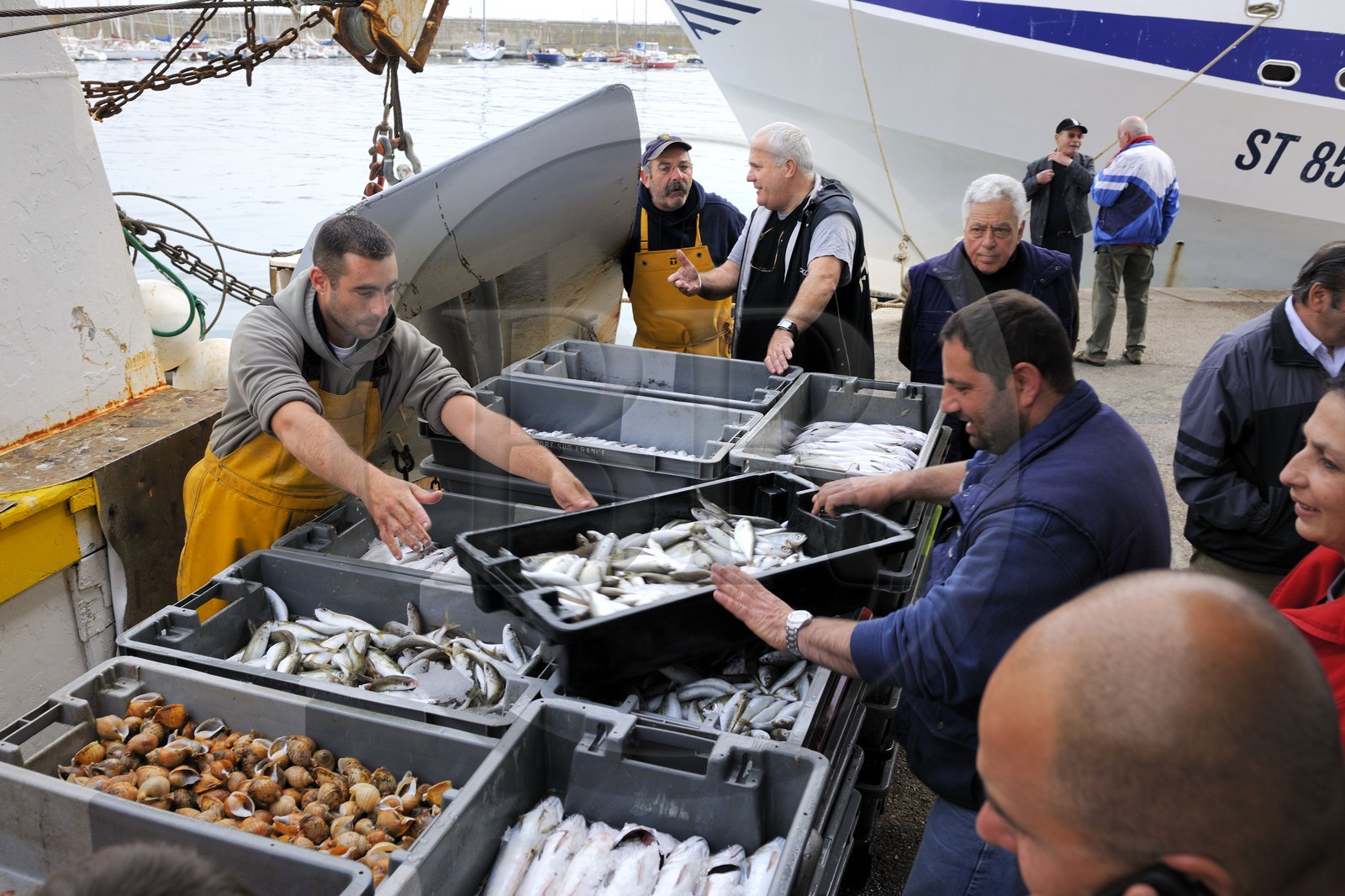 France, Hérault (34), Sète, la Criée Aux Poissons, débarquement de la pêche