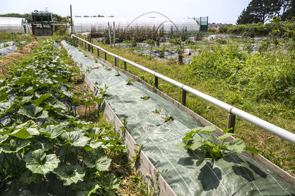France, Morbihan, Groix Island, Kerdurand, the Gardens of Kerdu, large organic market garden by Erwan and Gael Leclercq