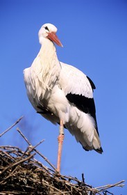 France, Haut-Rhin (68), cigogne en Alsace