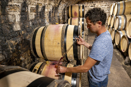 France, Côte-d'Or (21), Paysage culturel des climats de Bourgogne classés Patrimoine Mondial de l'UNESCO, Route des Grands Crus, vignoble de la Côte de Nuits, Gevrey-Chambertin, Domaine Dugat, Bertrand Dugat dans les cave sous l'ancien Cellier des Dimes des évêques de Langres où il entrepose ses tonneaux