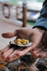 Vietnam, Quang Ninh Province, Halong Bay, listed as World Heritage by UNESCO, fishing floating village of Vong Vieng, Spica pearl farm