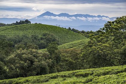 Rwanda, Province de l’Ouest, Gisakura, Parc national de Nyungwe, plantations de thé en bordure de la forêt tropicale humide naturelle et les montagnes de Kahuzi-Biega dans la République démocratique du Congo en arrière plan