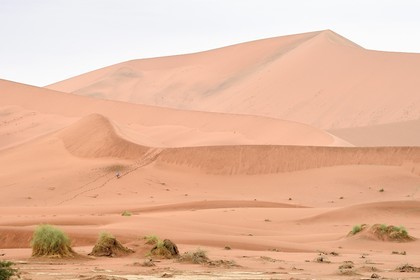 Namibie, région d'Hardap, désert du Namib, parc national du Namib-Naukluft, Erg du Namib classé Patrimoine Mondial de l'UNESCO, dunes de Sossusvlei
