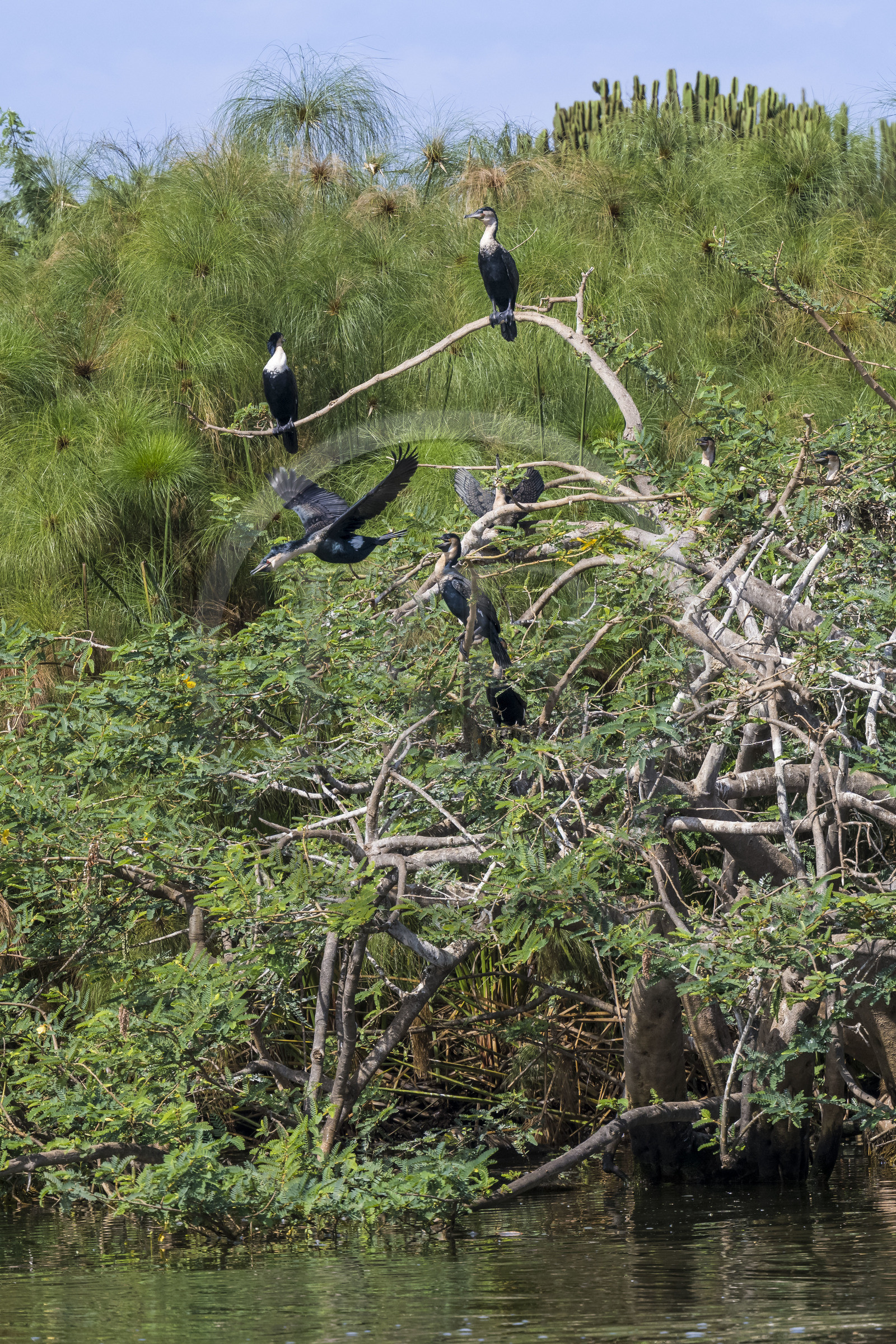 Rwanda, Parc national de l'Akagera, le lac Ihema, cormoran prenant son envol Rwanda, Parc national de l'Akagera, le lac Ihema, cormoran prenant son envol