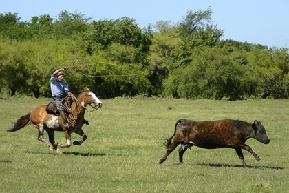 Argentine, province de Buenos Aires, San Antonio de Areco, estancia La Bamba de Areco, gaucho au travail pourchassant une vache au lasso