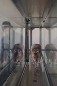 Tanzania, university of Morogoro, the Apopo detection rat technology for mines, trainig for using Sniffer Rats to Detect TNT or Tuberculosis