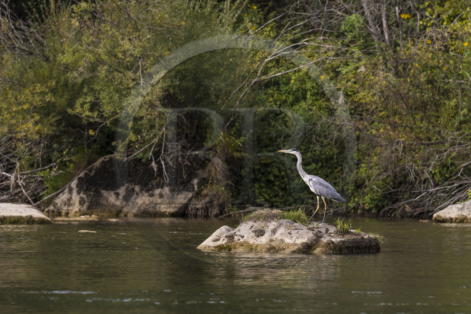France, Aveyron (12), parc naturel régional des Grands Causses, Millau, berges du Tarn, héron cendré (Ardea cinerea)
