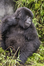 Rwanda, Province du Nord, Parc National des Volcans dans la chaine des Monts Virunga, mont Karisimbi, gorille des montagnes du groupe Susa