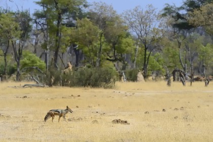 Zimbabwe, Matabeleland North Province, Hwange National Park, Black-backed Jackal (Canis mesomelas)