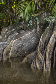 France, French Guiana, Kourou, Maripas camp in the rainforest, Pterocarpus officinalis with large undulating buttresses or moutouchi-marsh in Guyanese Creole in a creek, small river, tributary of the Kourou River