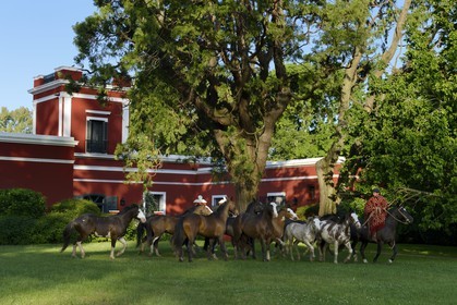 Argentine, province de Buenos Aires, San Antonio de Areco, gaucho et son troupeau de chevaux devant l'estancia La Bamba de Areco
