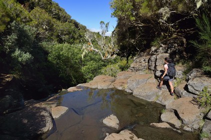 Portugal, Ile de Madère, randonnée dans La forêt de Rabaçal par la levada do Alecrim, la cascade du haut de Lagoa do Vento