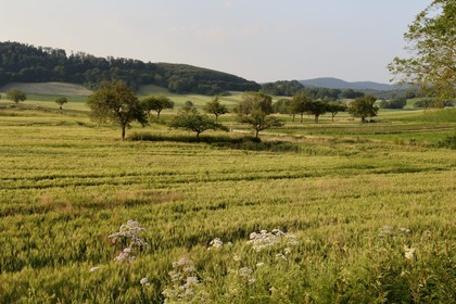 France, Haut-Rhin (68), Sundgau, paysage champêtre vers Winkel
