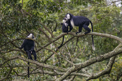 Rwanda, Province de l’Ouest, Gisakura, Parc national de Nyungwe, Colobes de Ruwenzori (Colobus angolensis ruwenzorii) pendant un safari à pied dans la forêt tropicale humide naturelle