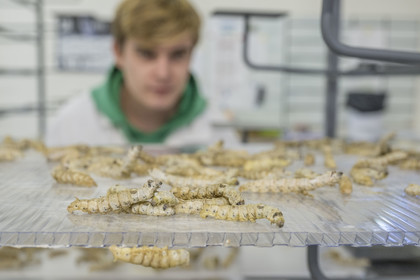 France, Gard, Monoblet, Atelier Sericyne is relaunching French sericulture, breeding silkworms and producing exceptional non-woven silk for the production of decorative objects