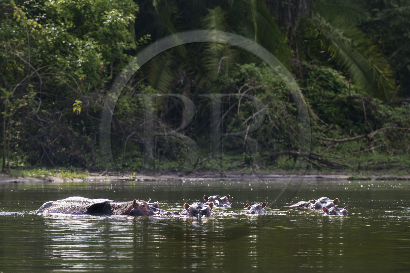 Rwanda, Parc national de l'Akagera, le lac Ihema, Hippopotames (Hippopotamus amphibius)