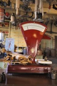 Norvège, Nordland, Iles Lofoten, Svolvaer, magasin général Bosen Spiseri, pesée de morues sêches