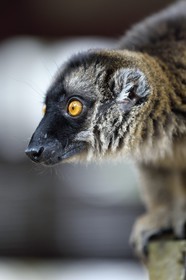 France, Ile de Mayotte, Grande-Terre, Kani-Keli, le Jardin Maoré à la plage de N’Gouja, Lémur fauve (Eulemur fulvus mayottensis) appelé aussi maki