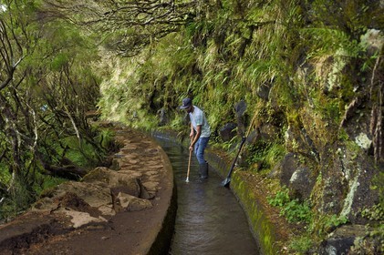 Portugal, Ile de Madère, randonnée dans La forêt de Rabaçal par la levada do Alecrim, un de ces innombrables canaux d'irrigation qui guident l’eau des hauts plateaux jusqu’aux terrasses cultivées du sud, le levadero Wilson Andrade entrain de curer la levada