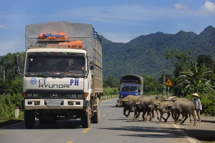 Vietnam, region North-West of Ninh Binh, the Ho Chi Minh highway, bufaloes crossing