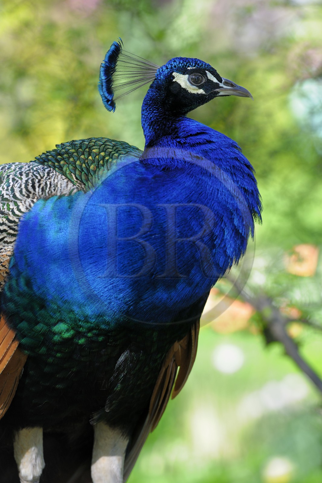 France, Paris (75), le Bois de Boulogne, parc de Bagatelle, paon