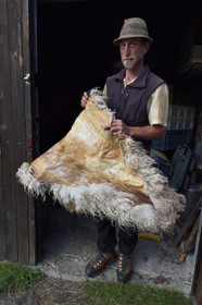 France, Alpes-Maritimes, Roya Valley (Nice hinterland), at the foot of the Mercantour National Park, Tende, Casterino in the Casterine valley, the shepherd Georges Giordano holds a Thones-Marthod sheep skin that serves as saddlecloth