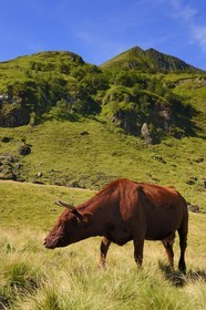 France, Cantal, monts du Cantal, Parc Naturel Régional des Volcans d'Auvergne (regional nature park of Auvergne volcanoes), cow of salers breed at the foot of Puy-Mary