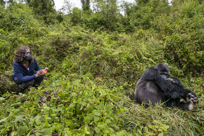 Rwanda, Province du Nord, Parc National des Volcans dans la chaine des Monts Virunga, mont Karisimbi, touriste observant des gorilles des montagnes  (Gorilla beringei beringei) du groupe Susa
