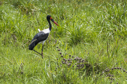 Rwanda, Parc national de l'Akagera, Jabiru d'Afrique ou Jabiru du Sénégal (Ephippiorhynchus senegalensis) femelle