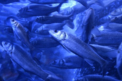 Principauté de Monaco, Monaco, le musée océanographique, bar commun (Dicentrarchus labrax) ou loup