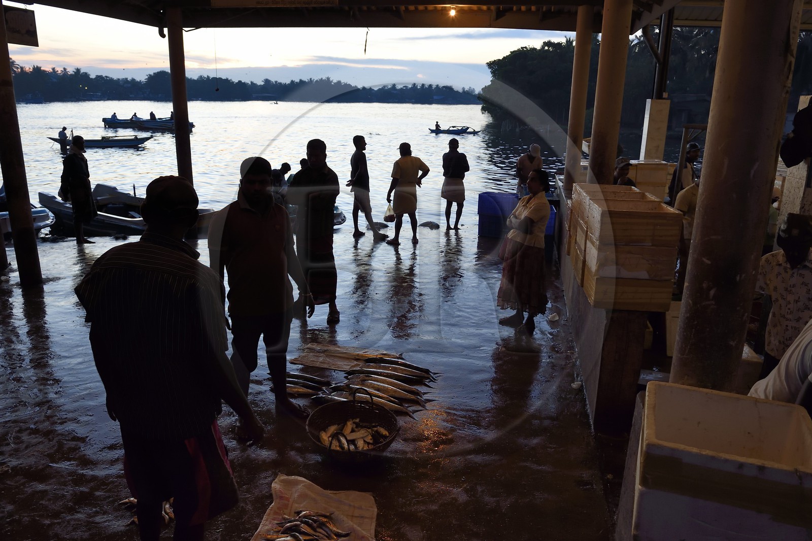 Sri Lanka, Province de l'Ouest, Negombo, vente de la peche de la nuit à la halle aux poisson du port